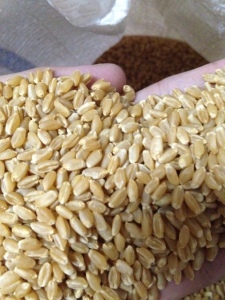 wheat seed ทำเเป้ง